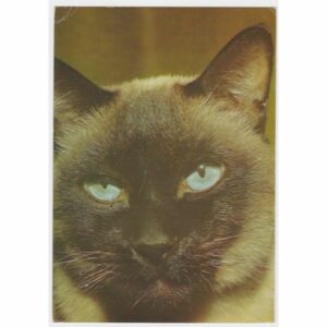 KOT POCZTÓWKA A45979