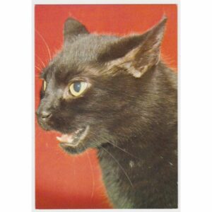 KOT POCZTÓWKA A45981