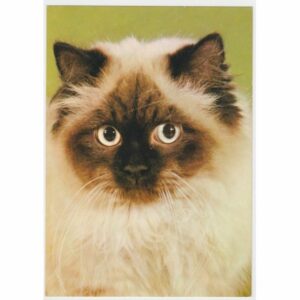 KOT POCZTÓWKA A45982