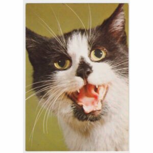 KOT POCZTÓWKA A45988