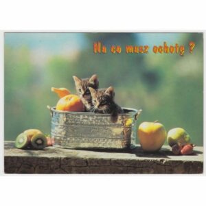 KOT POCZTÓWKA A45995