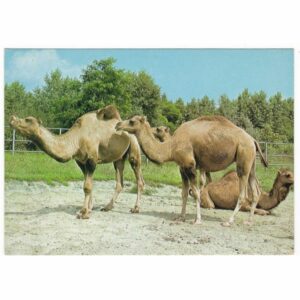 WIELBŁĄDY POCZTÓWKA A46155