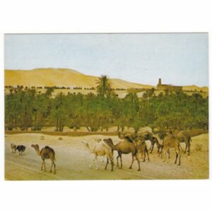 WIELBŁĄDY POCZTÓWKA A46177