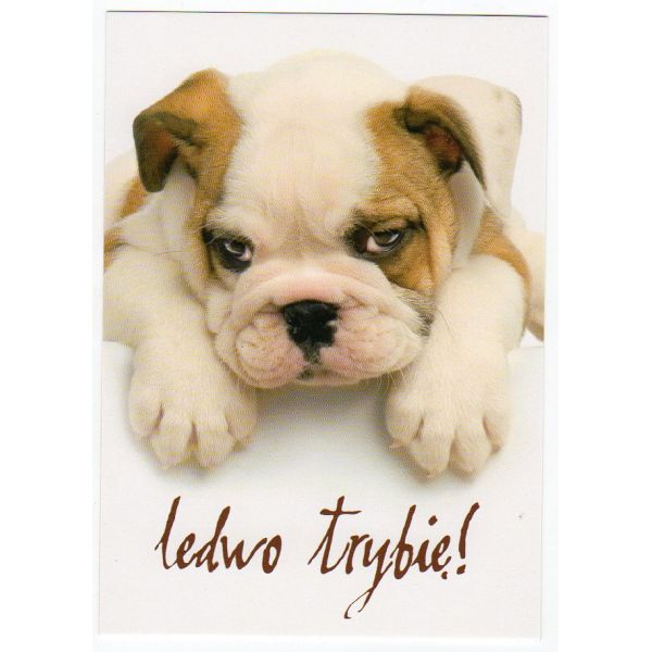 PIES POCZTÓWKA WR8048