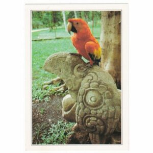 HONDURAS PAPUGA WIDOKÓWKA A46867