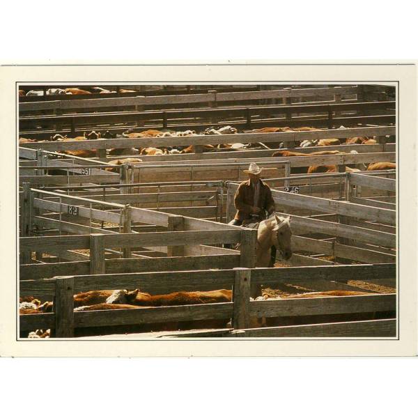 USA AMARILLO KOŃ WIDOKÓWKA A46877