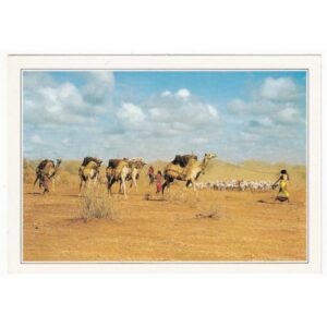 SOMALIA WIELBŁĄDY WIDOKÓWKA A47119