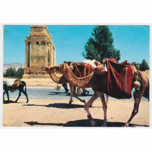 WIELBŁĄDY POCZTÓWKA A47484