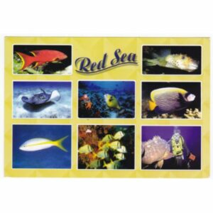 RYBY RED SEA POCZTÓWKA A48426