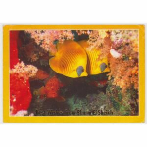 RYBY RED SEA POCZTÓWKA A48435