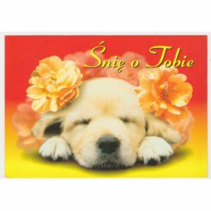 PIES POCZTÓWKA A48605