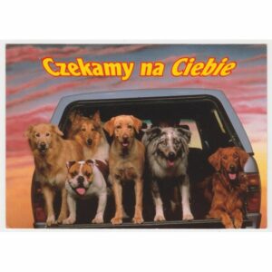 PIES PSY POCZTÓWKA A48625