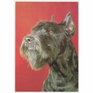 PIES POCZTÓWKA A48701