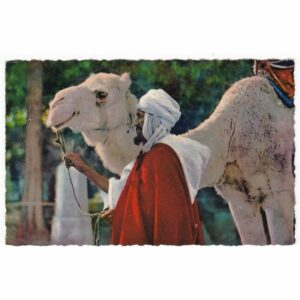 WIELBŁĄD POCZTÓWKA A49596