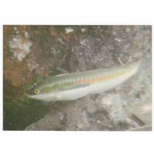 PODWODNY ŚWIAT RYBA WARGACZOWATA WIDOKÓWKA A50042