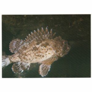 PODWODNY ŚWIAT RYBA SKORPENA WIDOKÓWKA A50043