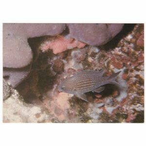 PODWODNY ŚWIAT RYBA KASTANIETKA WIDOKÓWKA A50045