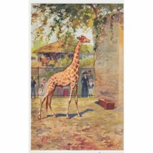 ŻYRAFA POCZTÓWKA A50586