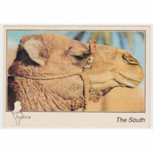 WIELBŁĄD POCZTÓWKA A53114