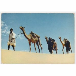 WIELBŁĄD POCZTÓWKA A53273