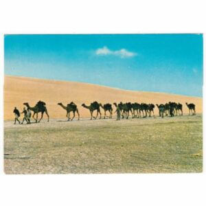 WIELBŁĄDY POCZTÓWKA A53291