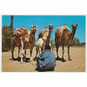 WIELBŁĄDY MAROKO POCZTÓWKA A54492