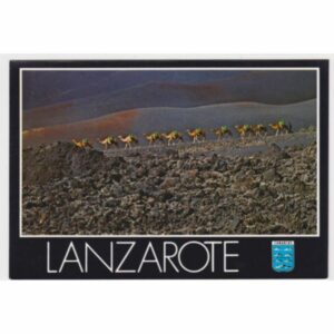 WIELBŁĄDY LANZAROTE POCZTÓWKA A55148