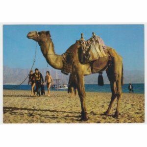 WIELBŁĄD POCZTÓWKA A55742