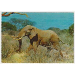 SŁOŃ WIDOKÓWKA A55802