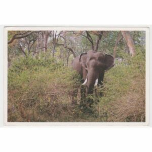 SŁOŃ WIDOKÓWKA A55812