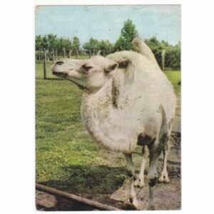 WIELBŁĄD POCZTÓWKA A56318