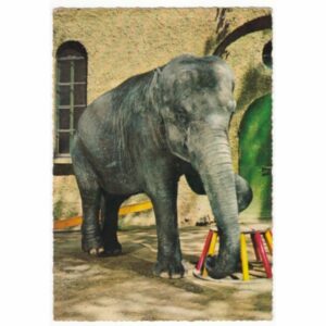 SŁOŃ WIDOKÓWKA A56345