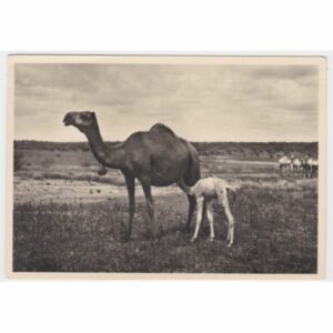 WIELBŁĄD POCZTÓWKA A56397