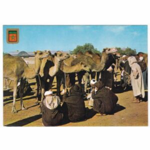 WIELBŁĄDY POCZTÓWKA A56438