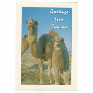 WIELBŁĄDY POCZTÓWKA A56589