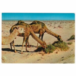 WIELBŁĄDY POCZTÓWKA A56590