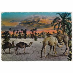 WIELBŁĄDY POCZTÓWKA A56621