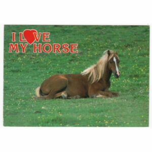 KOŃ POCZTÓWKA A56907