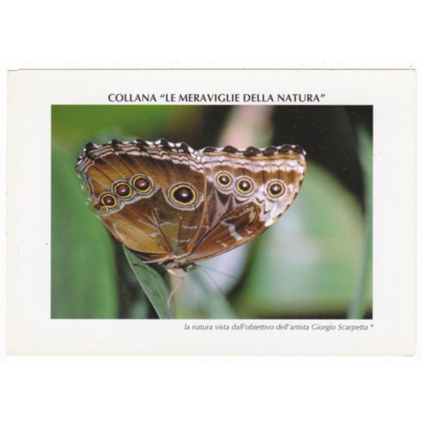 MOTYL POCZTÓWKA A56953