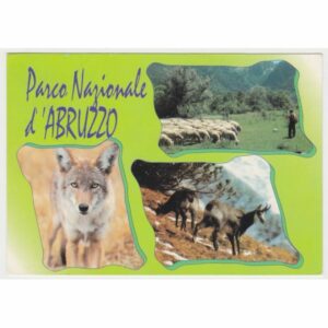 WILK KOZICA OWCE ABRUZZO POCZTÓWKA A58000