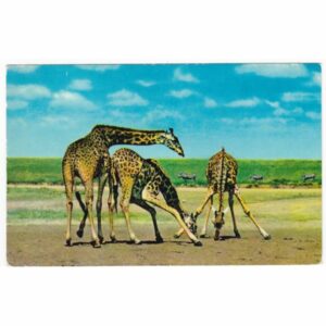 ŻYRAFY WIDOKÓWKA A58760