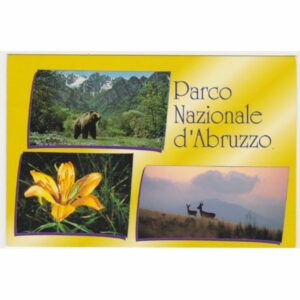 WŁOCHY PARCO NAZIONALE D'ABRUZZO NIEDŹWIEDŹ WIDOKÓWKA A59319