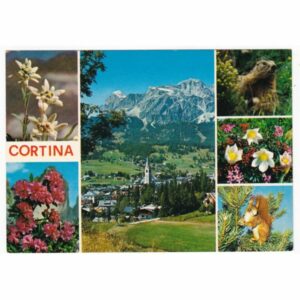 WŁOCHY DOLOMITY CORTINA PRZYRODA WIEWIÓRKA ŚWISTAK WIDOKÓWKA A65396