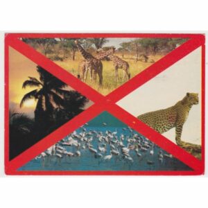 ŻYRAFA LAPART KENIA WIDOKÓWKA A66604