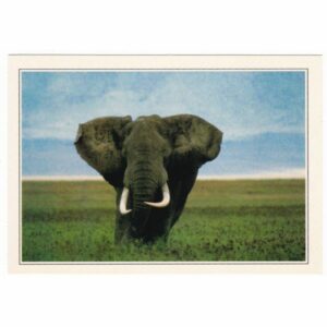 KENIA SŁOŃ WIDOKÓWKA A66820