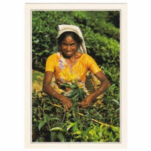 SRI LANKA WIDOKÓWKA A67084
