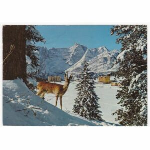 WŁOCHY JEZIORO MISURINA SARNA ZIMA WIDOKÓWKA A69339