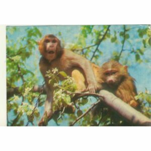 MAŁPKI POCZTÓWKA A69662