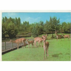 SARNY POCZTÓWKA A69674