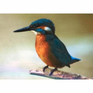 ZIMORODEK MAZURY ZW-241